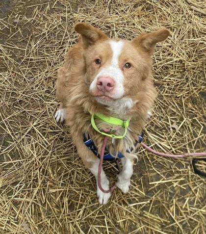 Bindi, a Adoptable mixed breed in Hobart, IN image 3/3