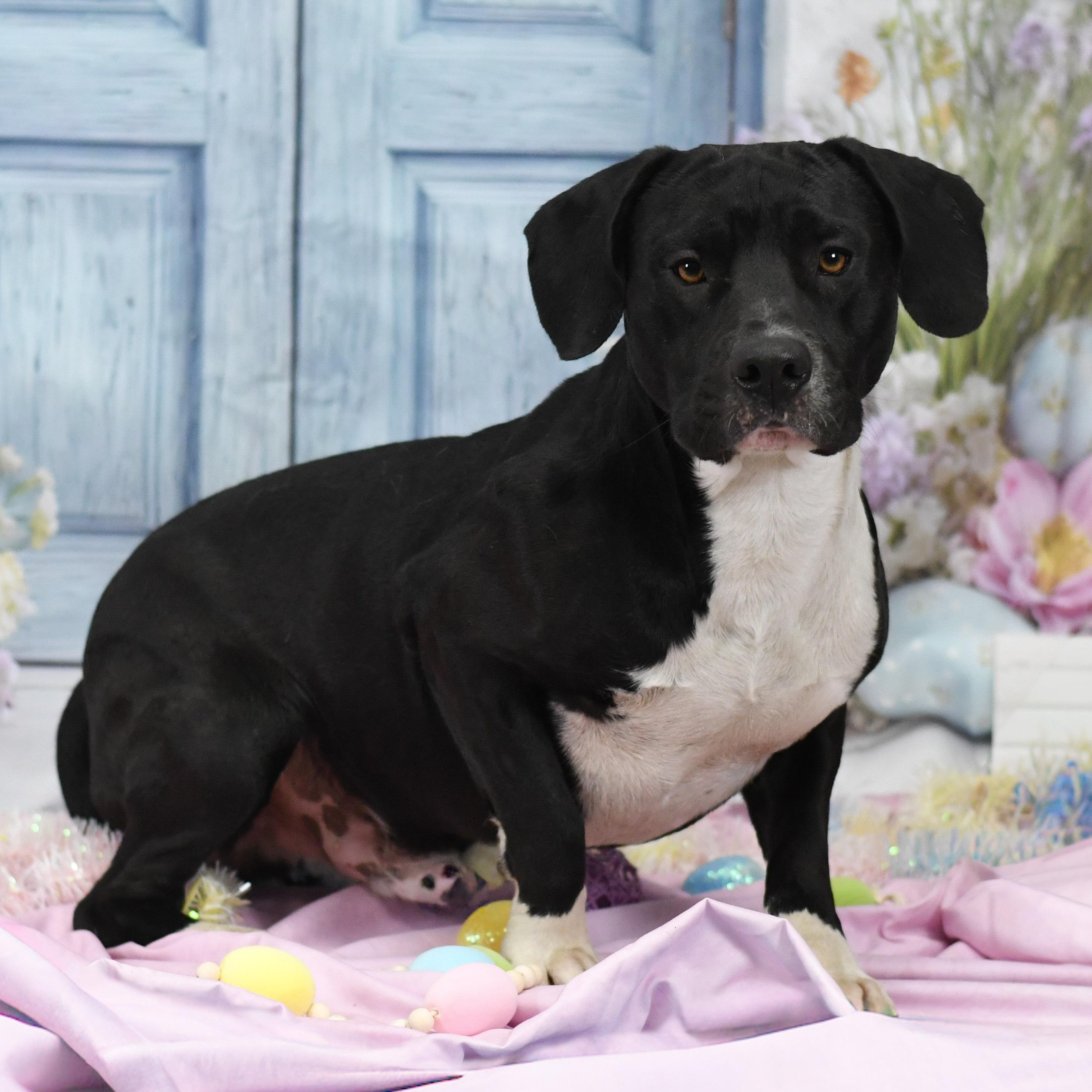 Enlarge Stan, an adopted Mixed Breed in Defuniak Springs, FL image 1/1