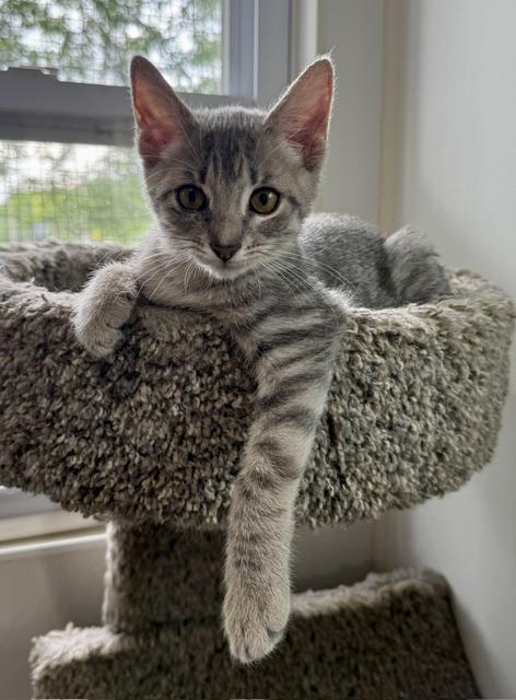 Drizzle, an adopted Domestic Short Hair in Ashland, OH image 1/5
