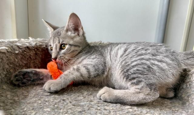 Drizzle, an adopted Domestic Short Hair in Ashland, OH image 5/5
