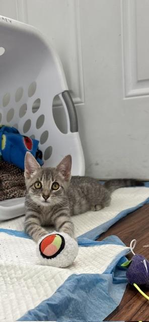Drizzle, an adopted Domestic Short Hair in Ashland, OH image 4/5