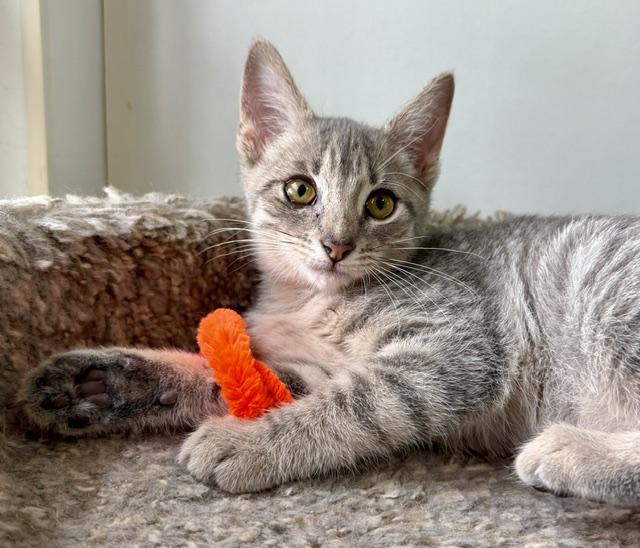 Drizzle, an adopted Domestic Short Hair in Ashland, OH image 3/5