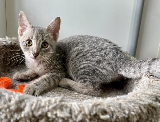 Drizzle, an adopted Domestic Short Hair in Ashland, OH image 2/5