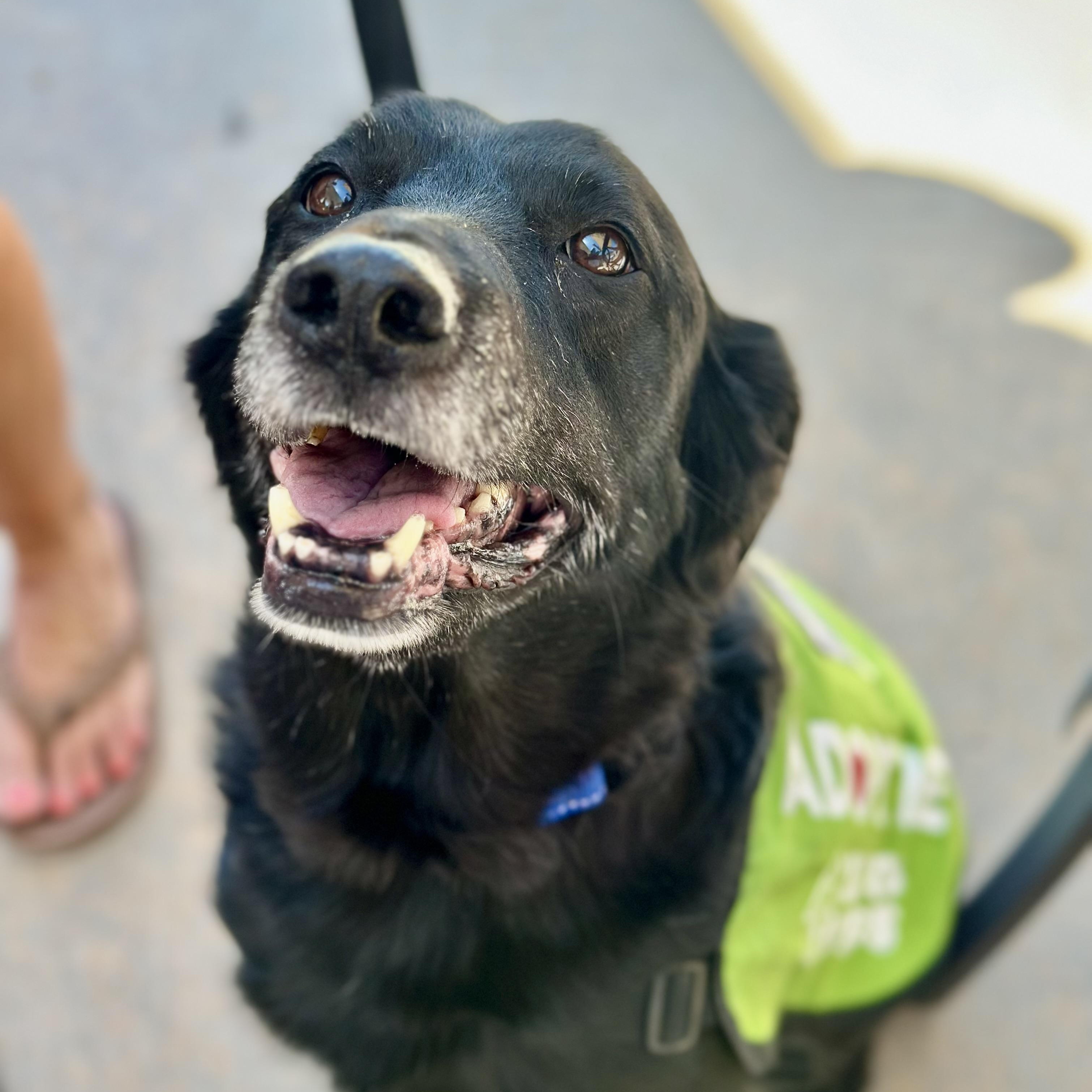 Buddy in Colorado, adopted, Senior Male Black Labrador Retriever & Mixed Breed.