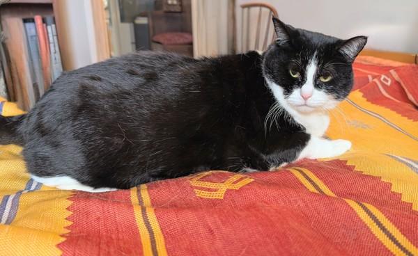 Nunu, Adoptable, Senior Female Domestic Short Hair & Domestic Short Hair.