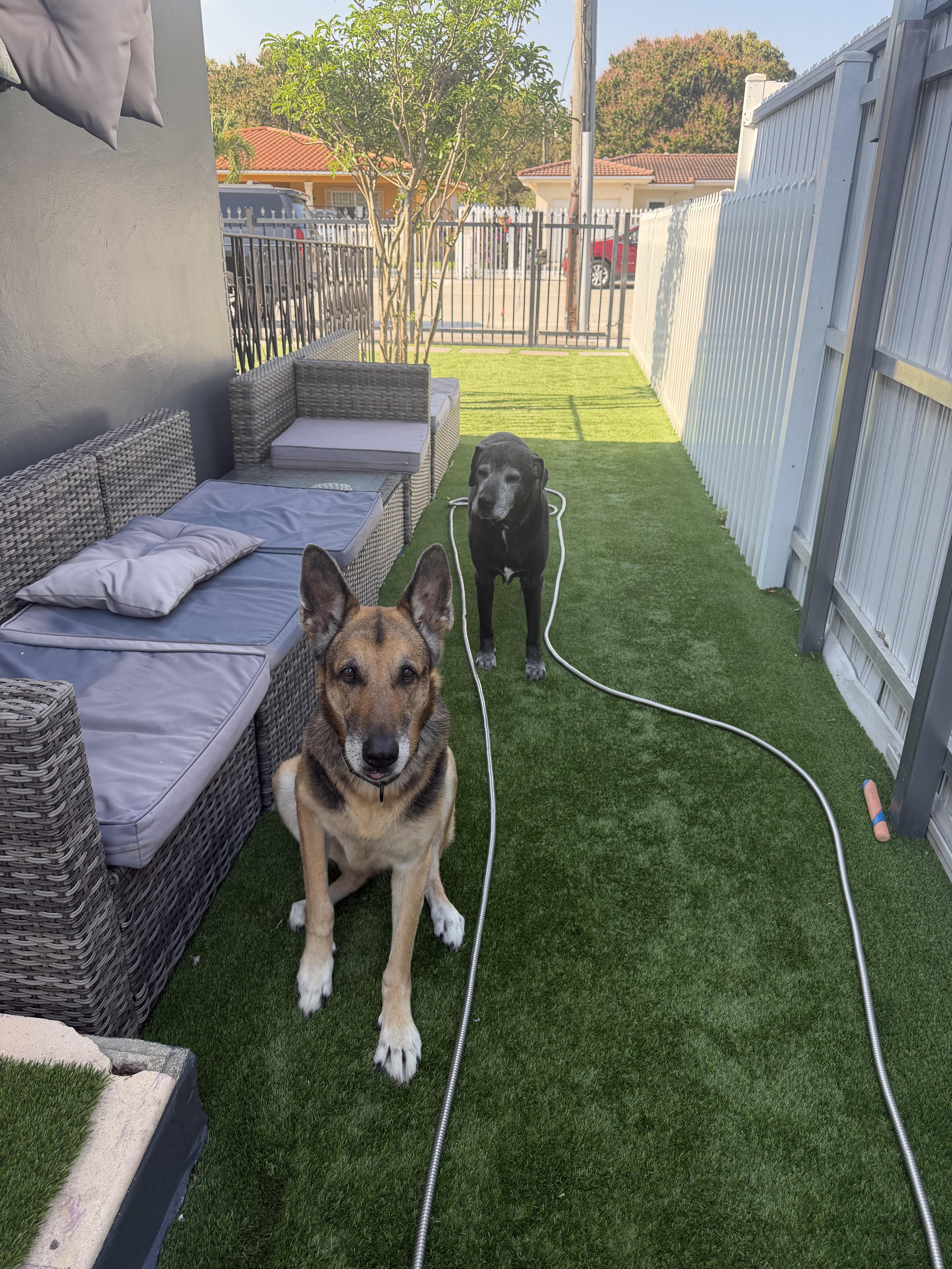 Enlarge Maya and Jagger, a ADOPTABLE German Shepherd Dog in Miami, FL image 3/6