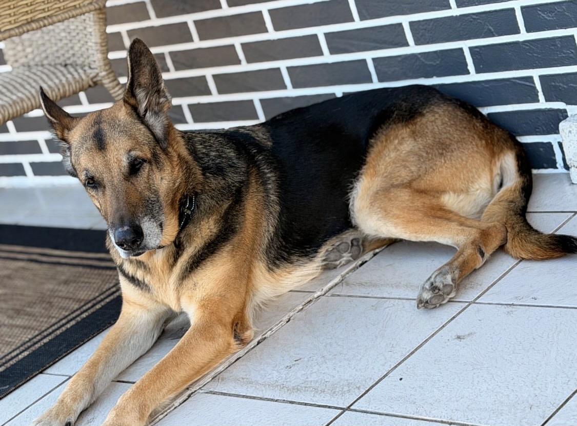Enlarge Maya and Jagger, a ADOPTABLE German Shepherd Dog in Miami, FL image 6/6