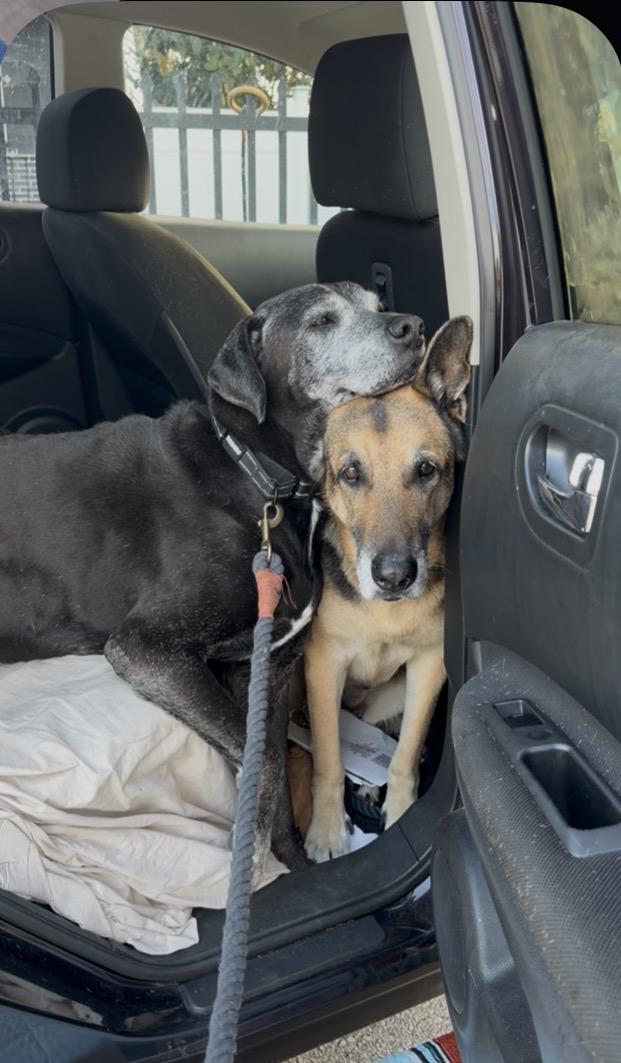 Enlarge Maya and Jagger, a ADOPTABLE German Shepherd Dog in Miami, FL image 1/6