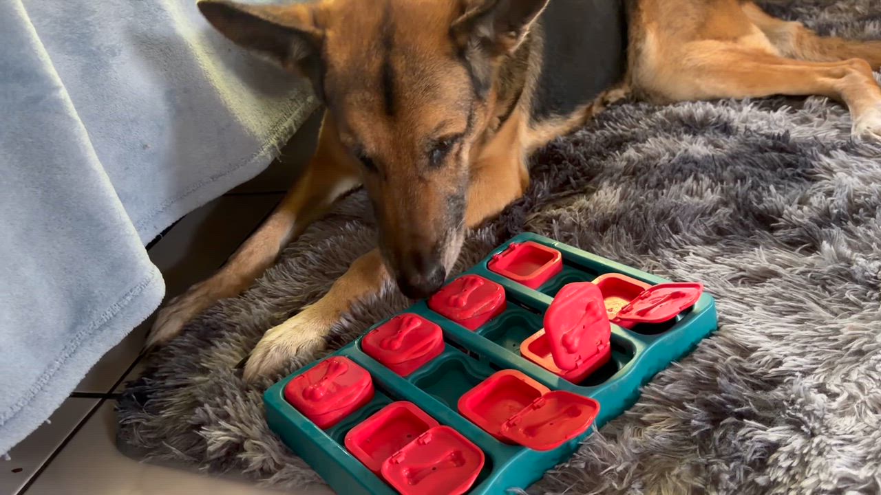 Enlarge Maya and Jagger, a ADOPTABLE German Shepherd Dog in Miami, FL video 2/6