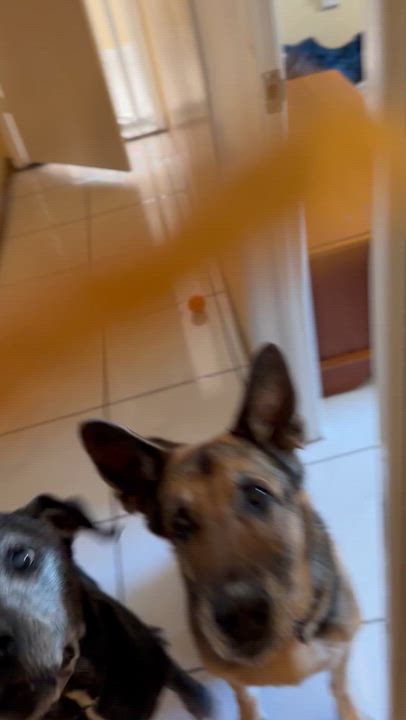 Enlarge Maya and Jagger, a ADOPTABLE German Shepherd Dog in Miami, FL video 4/6