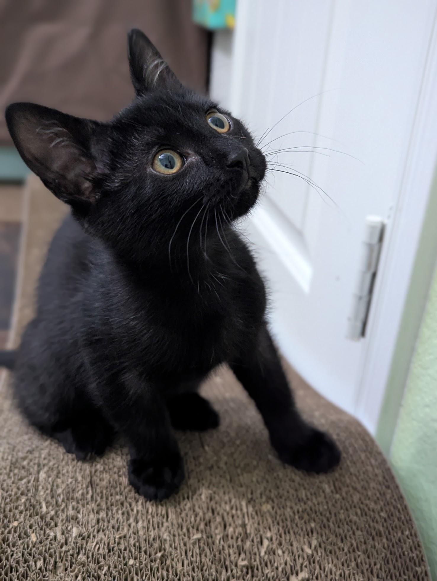 Midnight, Baby Female unknown