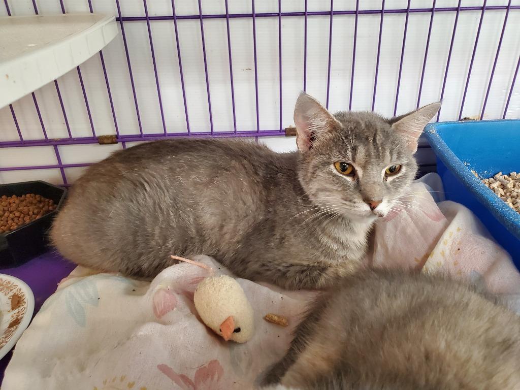 Enlarge Sara, a Adoptable Domestic Short Hair in Philippi, WV image 1/1