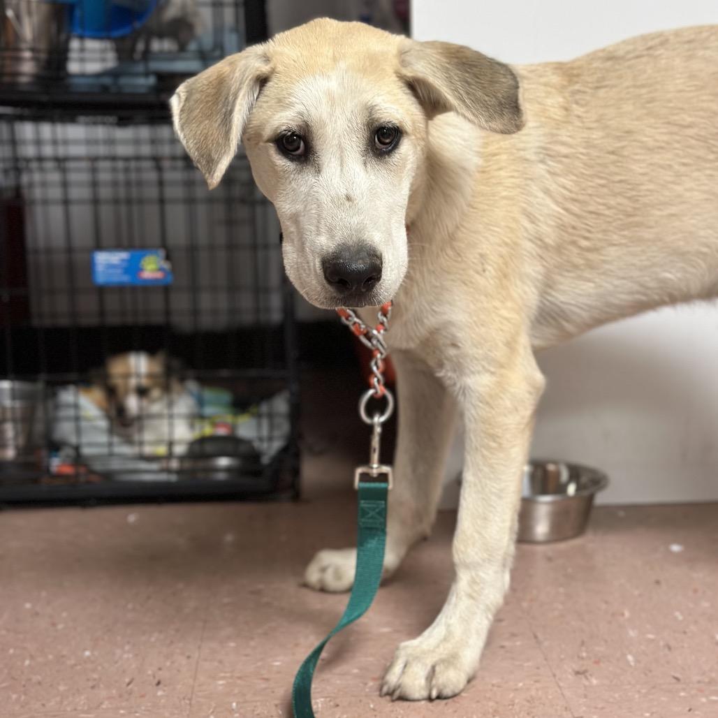 Leif, Adoptable, Young Male Labrador Retriever & Shepherd.