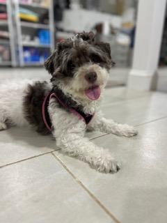 Patty, an adoptable Havanese in Closter, NJ, 07624 | Photo Image 4