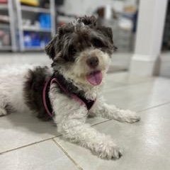 Patty, a Adoptable mixed breed in Closter, NJ image 5/5