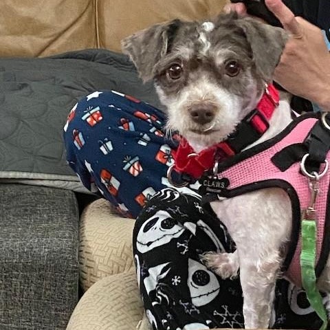 Patty, a Adoptable mixed breed in Closter, NJ image 4/5