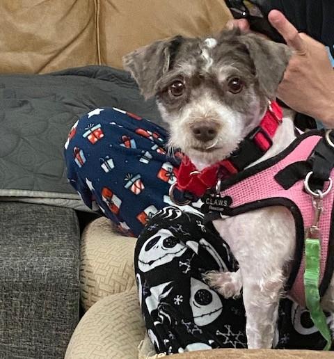 Patty, a Adoptable mixed breed image 4/5