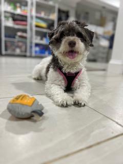 Patty, Adoptable, Young Female Havanese.