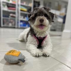 Patty, a Adoptable mixed breed in Closter, NJ image 2/5