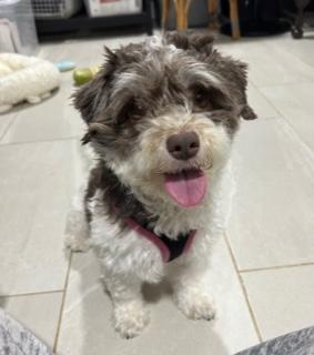 Patty, an adoptable Havanese in Closter, NJ, 07624 | Photo Image 3