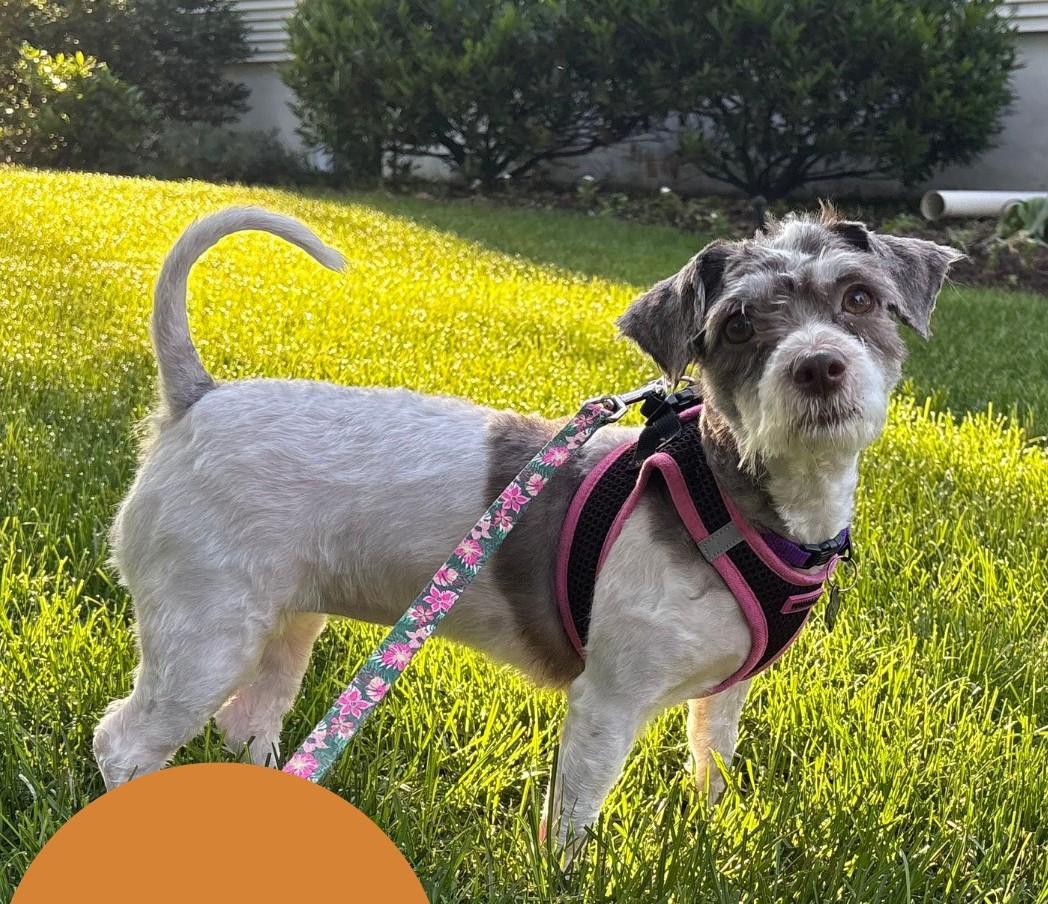 Patty, Adoptable, Young Female Havanese.