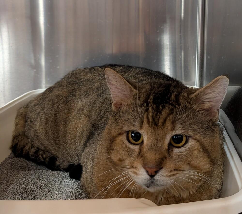 Monkey, Adoptable, Adult Male Domestic Short Hair.