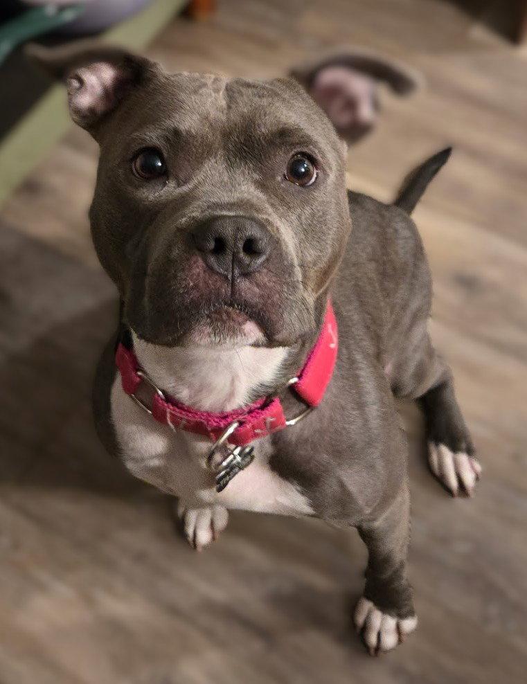 Enlarge Rain, a Adoptable Pit Bull Terrier in Framingham, MA image 1/3