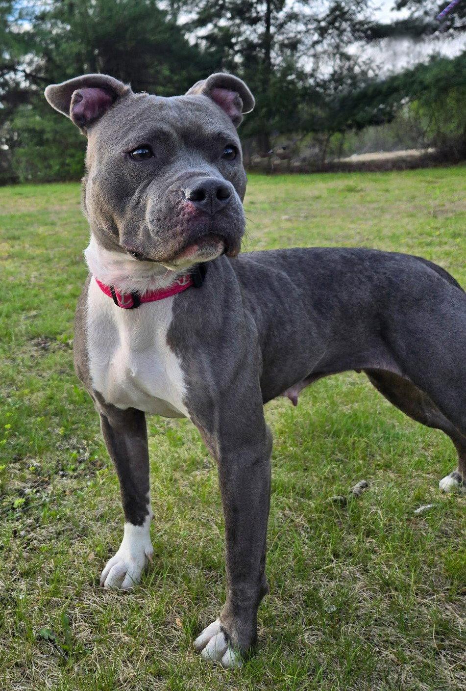 Enlarge Rain, a Adoptable Pit Bull Terrier in Framingham, MA image 2/3
