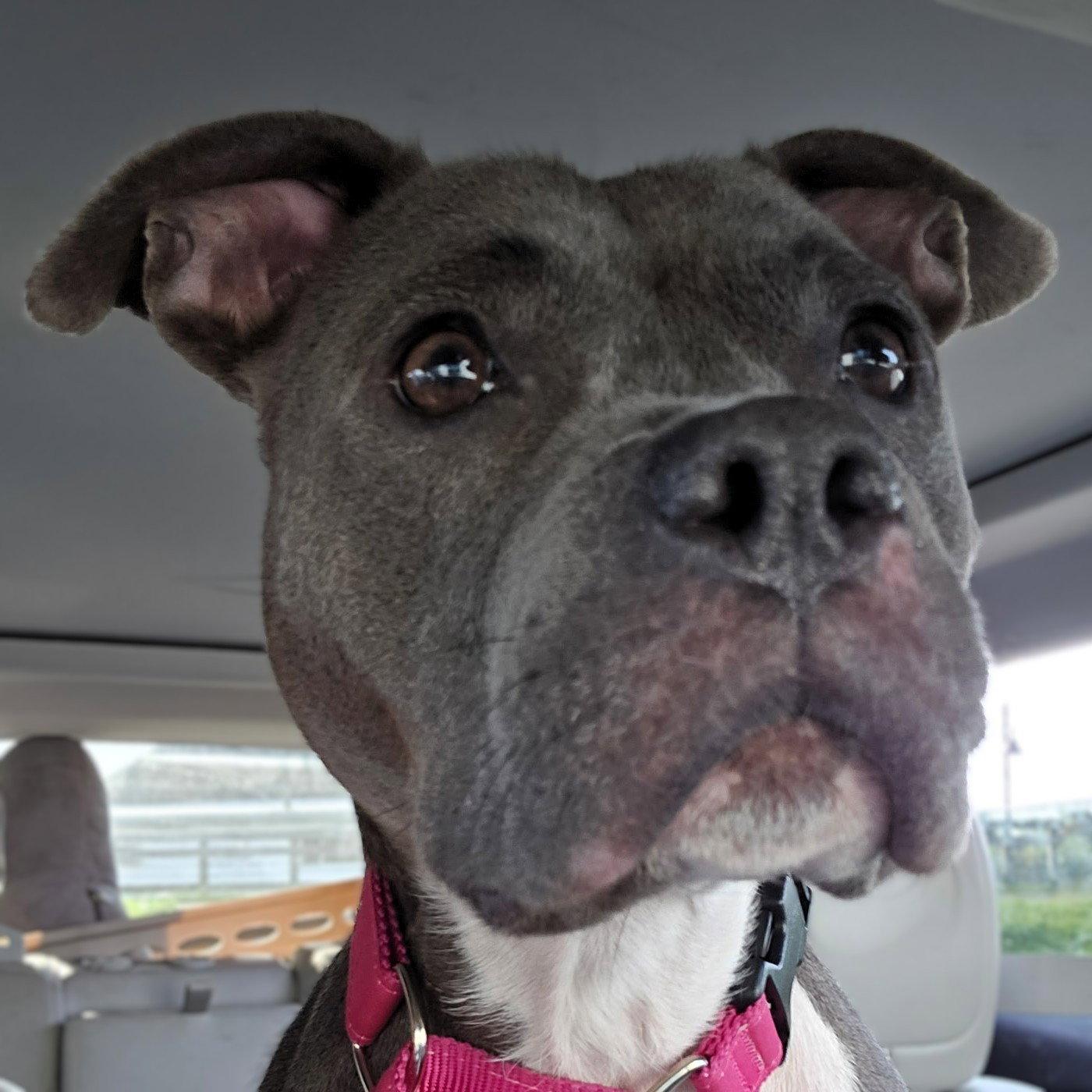 Enlarge Rain, a Adoptable Pit Bull Terrier in Framingham, MA image 3/3