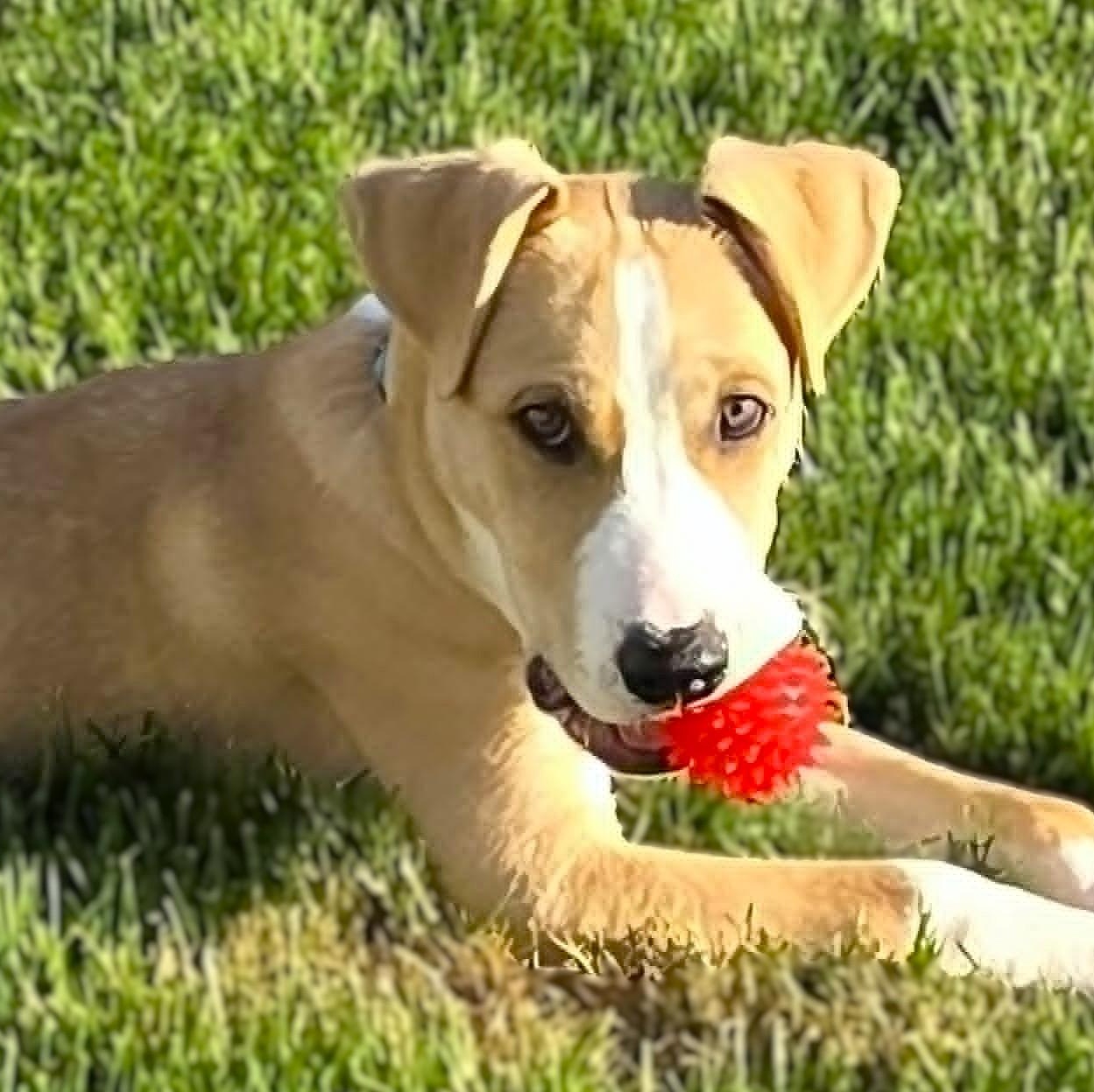 DOOLEY, Adoptable, Young Male Yellow Labrador Retriever & Collie.