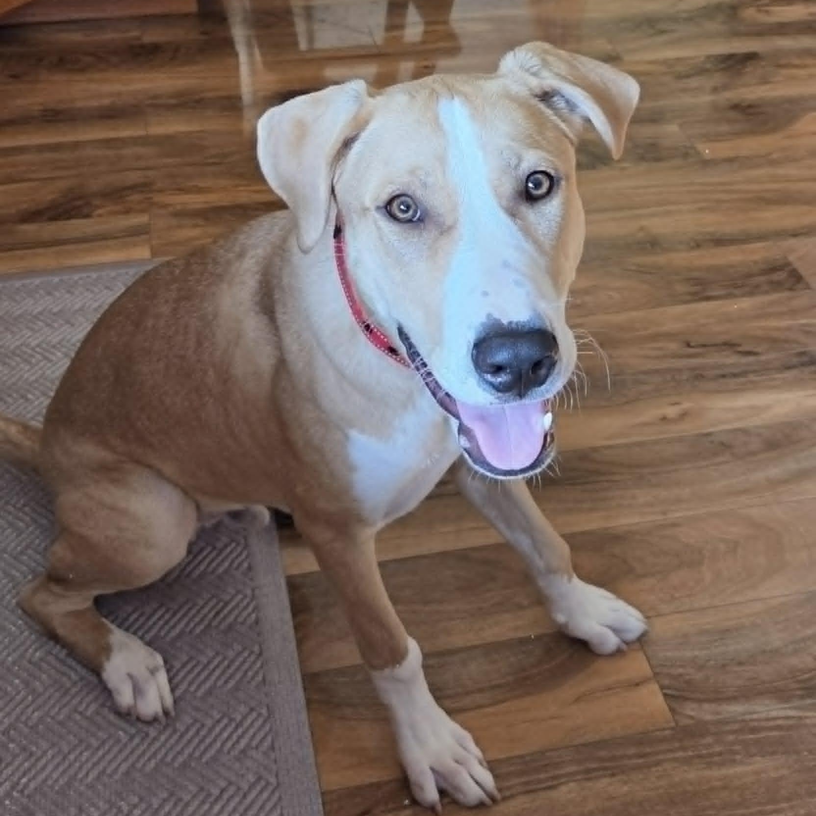 Enlarge DOOLEY, a Adoptable mixed breed in Burton, MI image 6/6