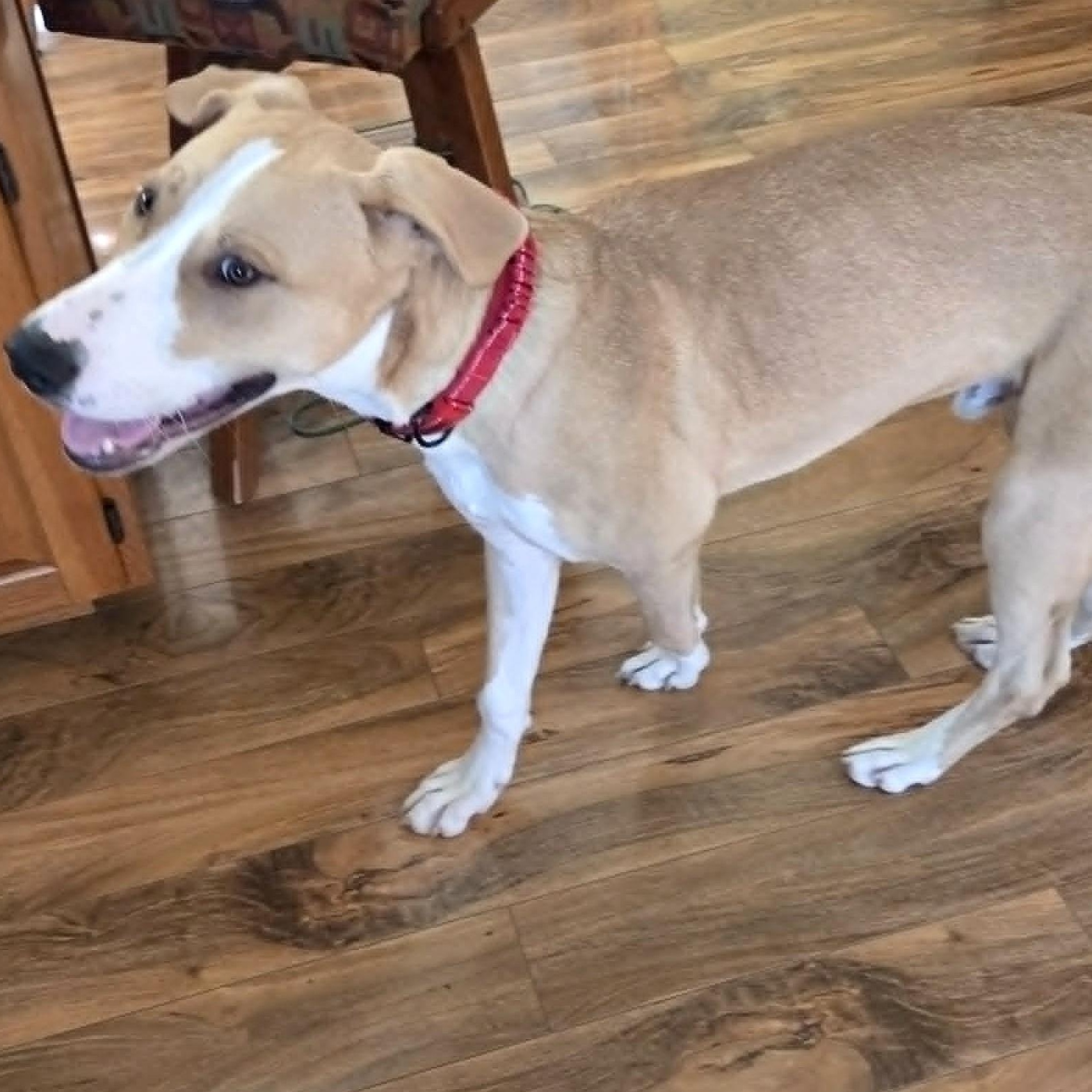 Enlarge DOOLEY, a Adoptable mixed breed in Burton, MI image 5/6