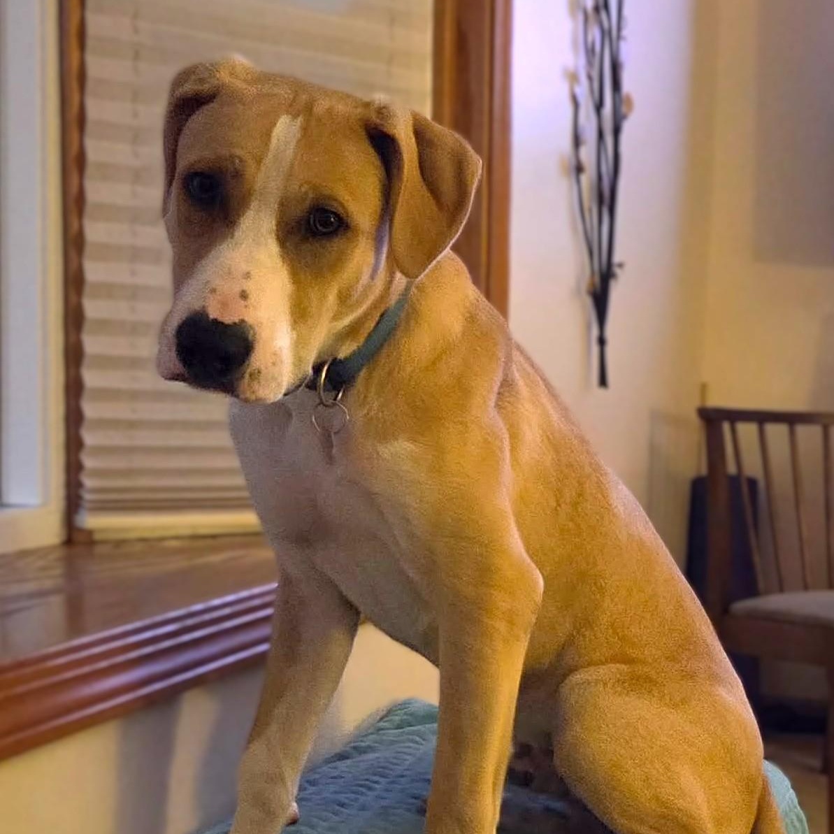 Enlarge DOOLEY, a Adoptable mixed breed in Burton, MI image 5/6