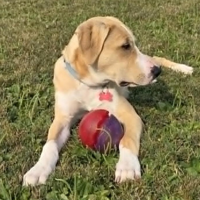 DOOLEY, a Adoptable mixed breed in Burton, MI image 6/6