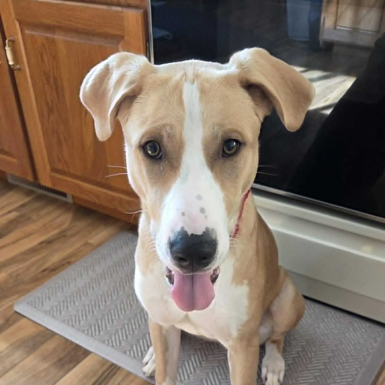 Enlarge DOOLEY, a Adoptable mixed breed in Burton, MI image 4/6