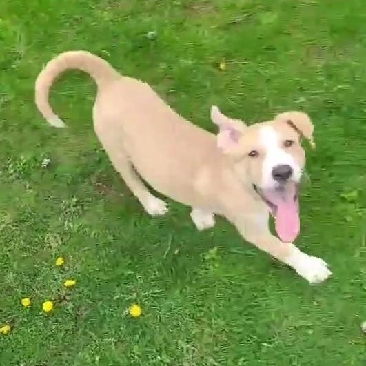 Enlarge DOOLEY, a Adoptable mixed breed in Burton, MI image 4/5