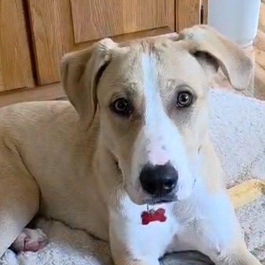 DOOLEY, Adoptable, Young Male German Shepherd Dog & Pit Bull Terrier.