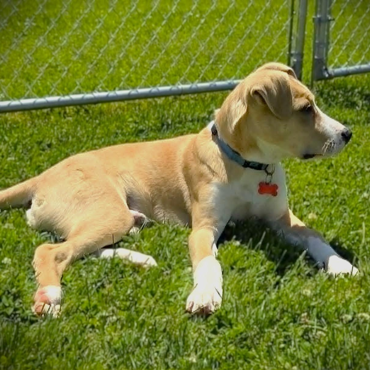 DOOLEY, a Adoptable mixed breed in Burton, MI image 4/6