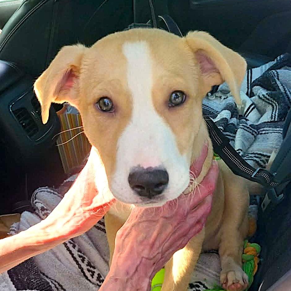 Enlarge DOOLEY, a Adoptable mixed breed in Burton, MI image 3/5