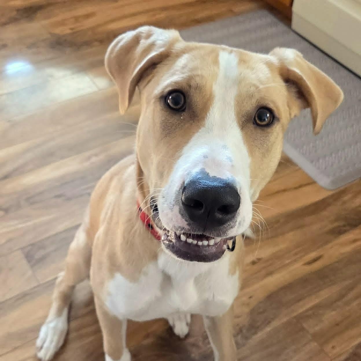 DOOLEY, Adoptable, Puppy Male German Shepherd Dog & Pit Bull Terrier.