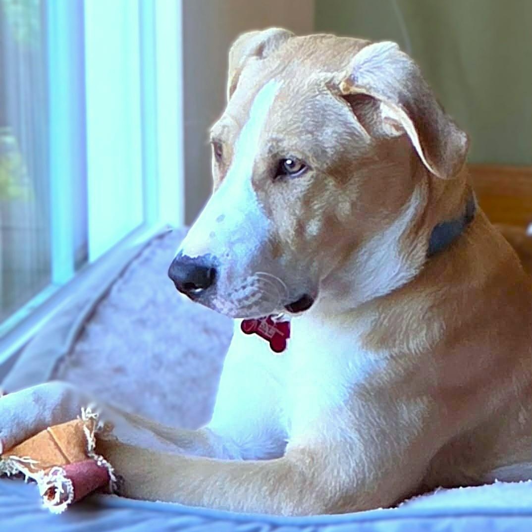 Enlarge DOOLEY, a Adoptable mixed breed in Burton, MI image 2/6