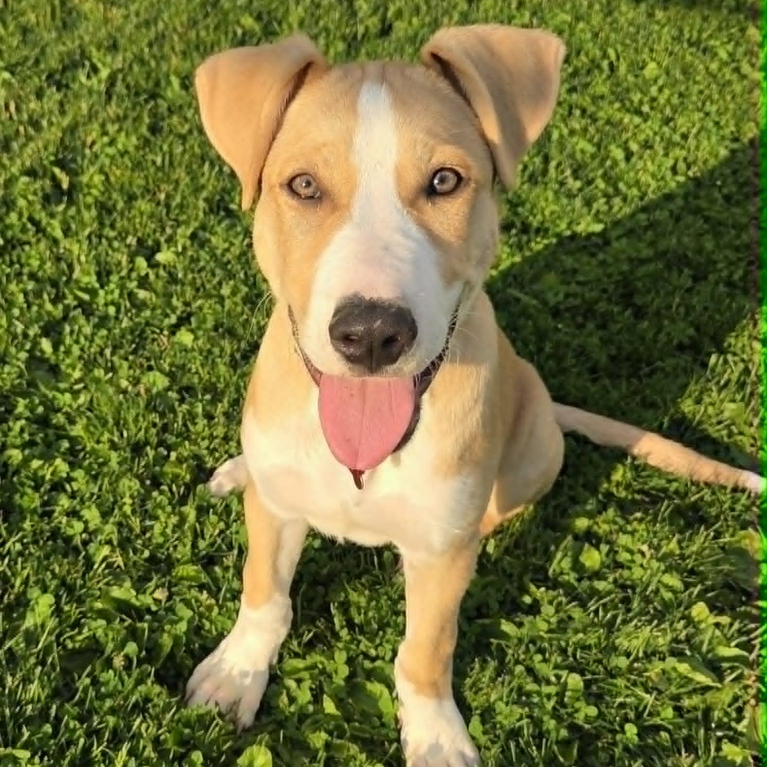 DOOLEY, a Adoptable mixed breed in Burton, MI image 3/6