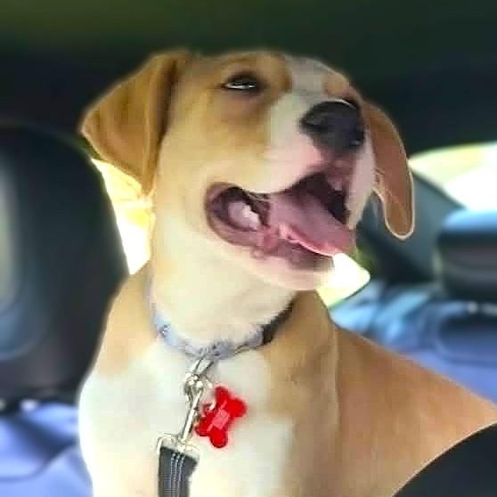 DOOLEY, Adoptable, Puppy Male Golden Retriever & Pit Bull Terrier.