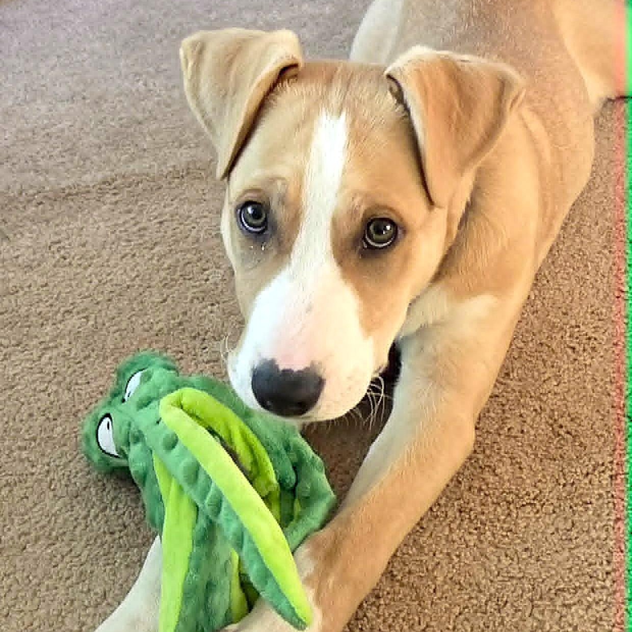 DOOLEY, Adoptable, Puppy Male Beagle & Labrador Retriever.