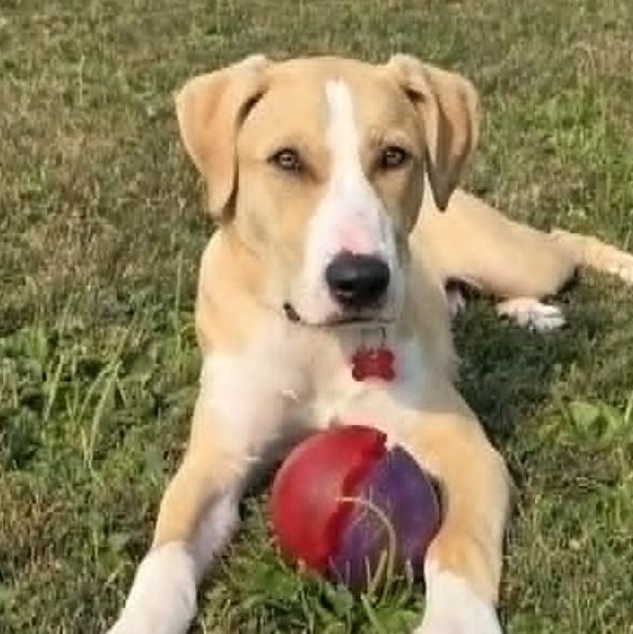 DOOLEY, Adoptable, Young Male Pit Bull Terrier & German Shepherd Dog.