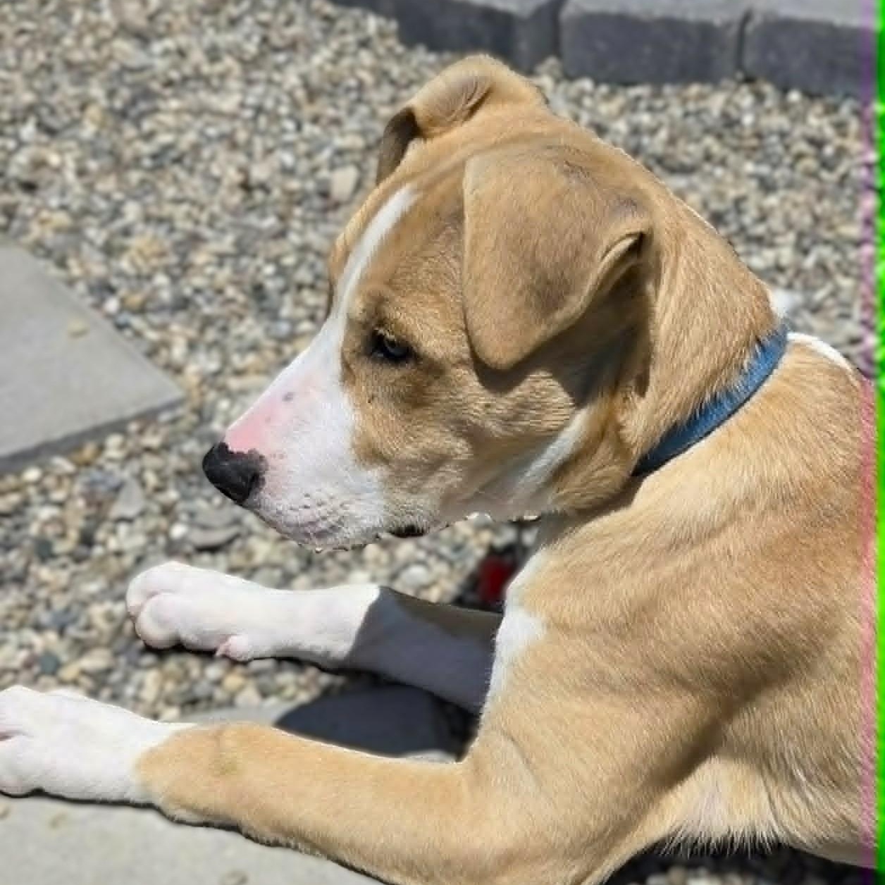 DOOLEY, a Adoptable mixed breed in Burton, MI image 5/6