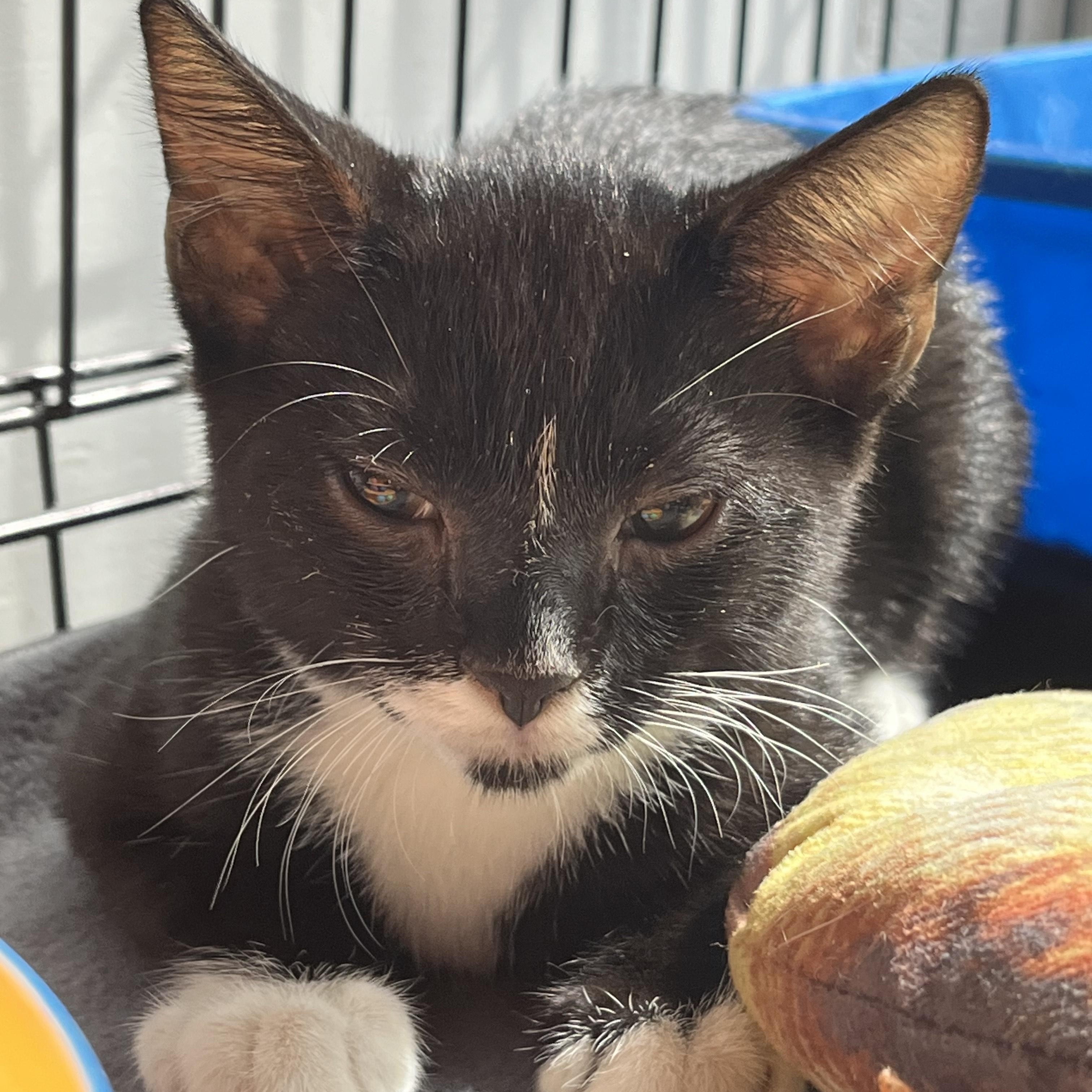 Enlarge Hans 7250, an adopted Domestic Short Hair in Boca Raton, FL image 1/1