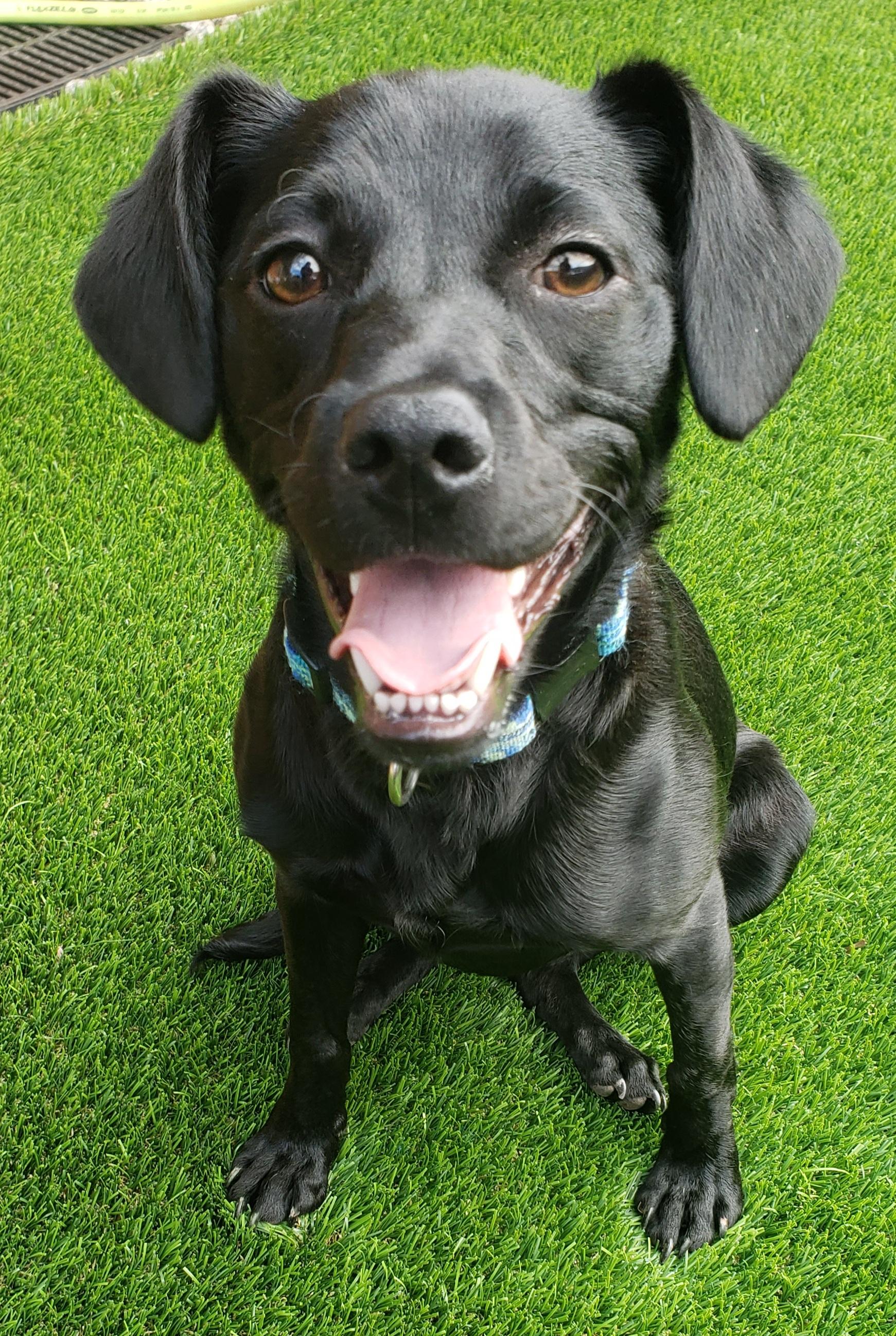 Moose, a Adoptable mixed breed in Anderson, SC image 2/5