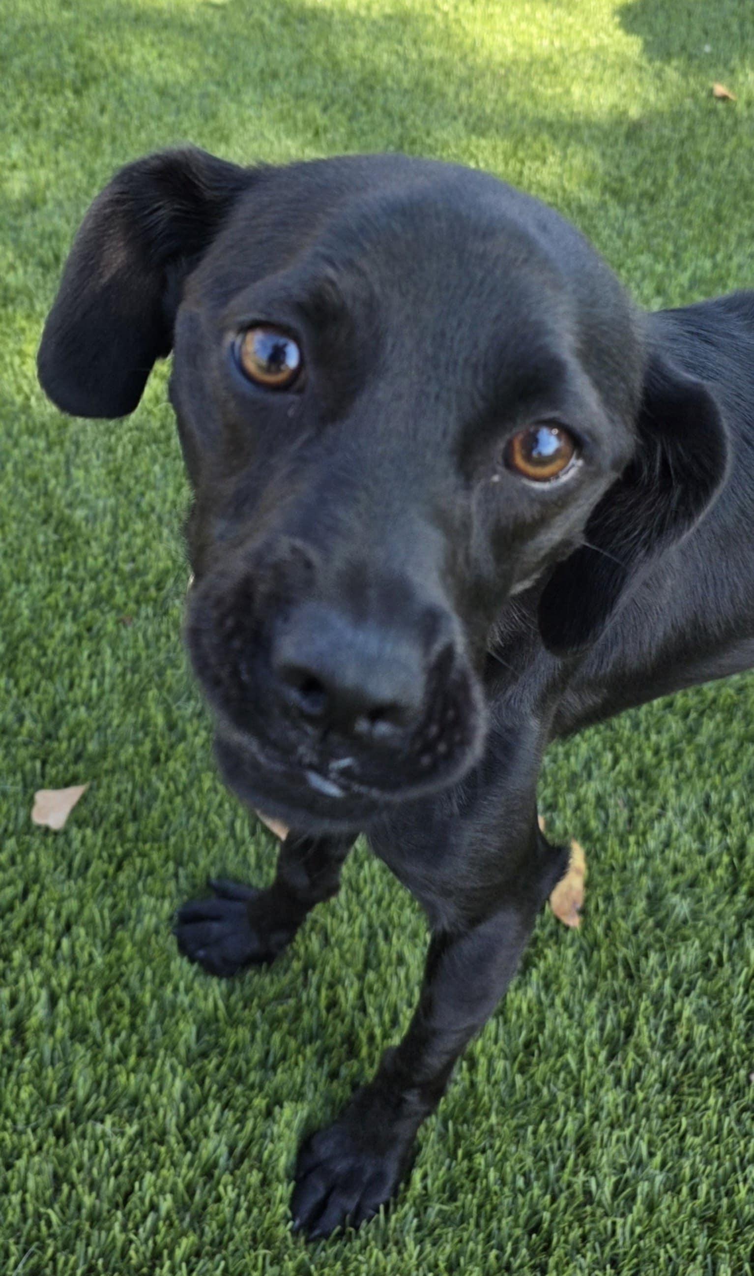 Moose, a Adoptable mixed breed in Anderson, SC image 3/5