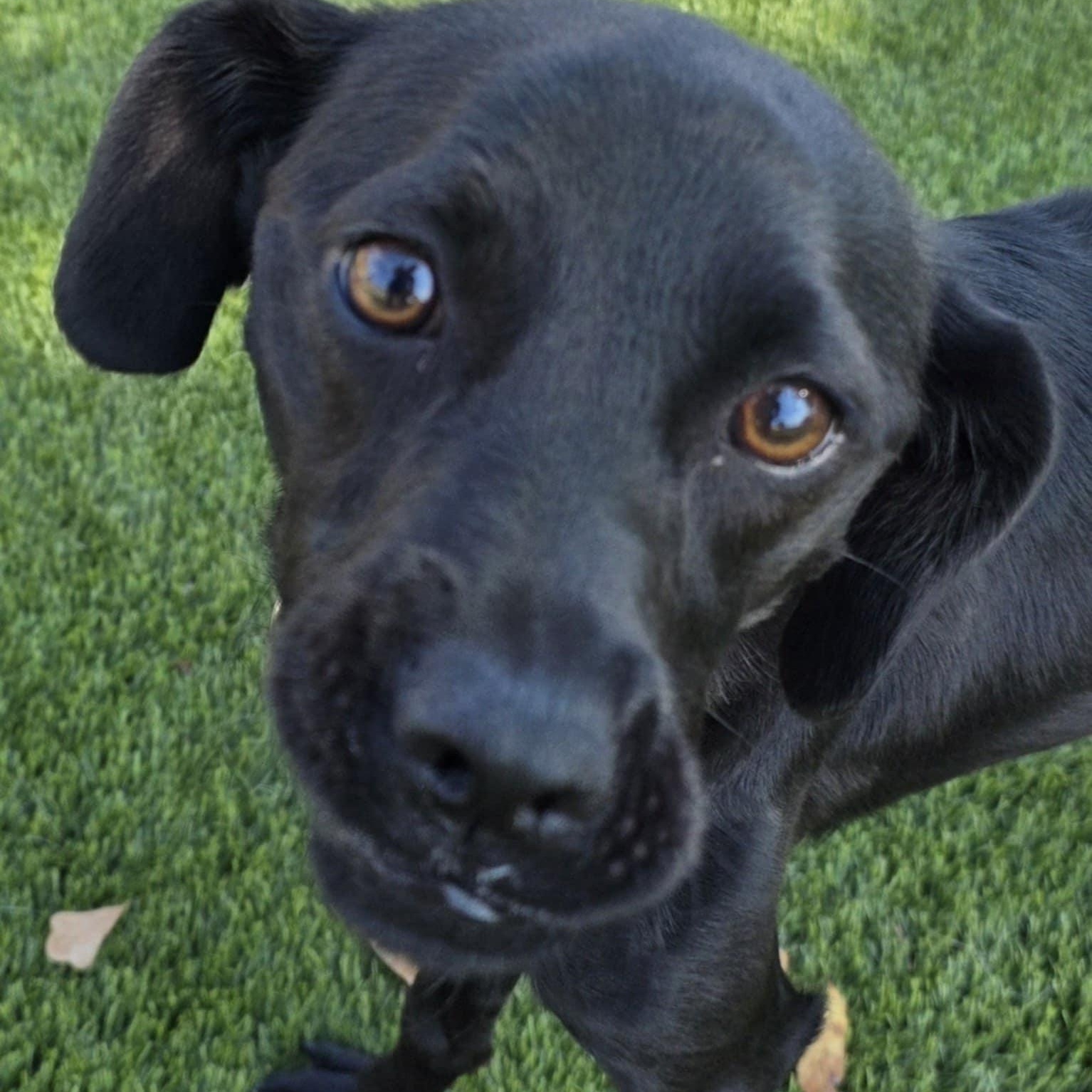 Enlarge Moose, a Adoptable mixed breed in Anderson, SC image 4/6